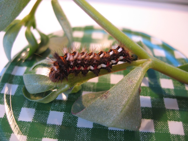 Bruco di Acronicta rumicis